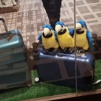 【國際品牌】再論倍聚蘭“行李箱”在湖州龍之夢樂園首發乃進駐六星級鉆石酒店